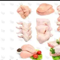 کتف وبال ، ران، شنسل
