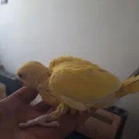 جوجه سرلاکی گرینچیک ملنگو زرد