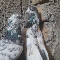 کبوتر پرشی