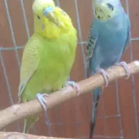 مرغ عشق مولد معاوضه با عروس دستی