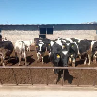 فروش بیست راس تلیسه پایه کل شناسنامه دار فول صنعتی