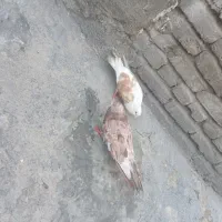 کبوتر