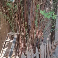 محبوبه شب