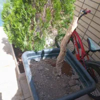 گلدان|گل و گیاه طبیعی|اصفهان, بهرام‌آباد|دیوار