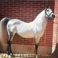 فروش ۳راس اسب درجه یک