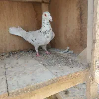 کبوتر سرورنر