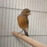 قناری نر معاوضه با ماده