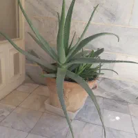 اشتغال زایی،گیاه درمانی و بهداشتی آلوئه ورا