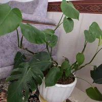 گل وگیاه