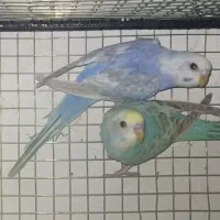 مرغ عشق رینبو‌