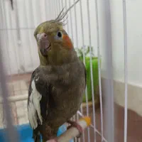 عروس هلندی ماده