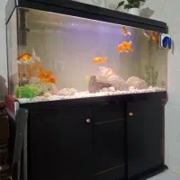 اکواریوم شرکتی شیشه خم ۱۲۰