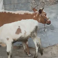 گاو و گوساله دورگه