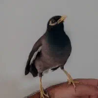 مرغ مینا