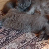 بچه گربه