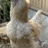 خروس نژاد دار کاکلی پرپا