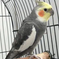 عروس هلندی نر