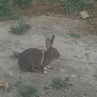 خرگوش‌۲۰۰هزار