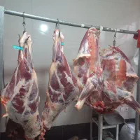 بره و گوساله زنده گوشت گوساله و بره برای قربانی