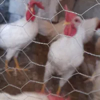خروس سفید