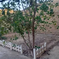 رهن و اجاره صنگور