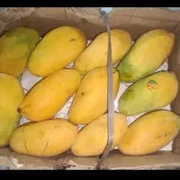 انبه