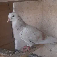 کفتر جوجه گرفتنی جیرجیری