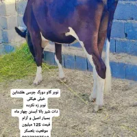 گاو دورگ جرسی هلشتاین هیکلی بندرلنگه بلعسکر