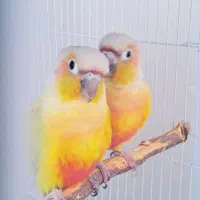 گرینچیک جفت مولد دایلوت / دلوته