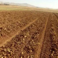 فروش گلخانه با تمام امکانات همراه زمین زیر قیمت