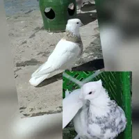 طوقی|پرنده|خرمدره, |دیوار