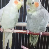 عروس هلندی نرو ماده