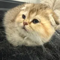 گربه خالص