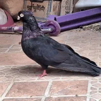 صرب|پرنده|جیرفت, |دیوار