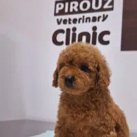 توی پودل رد