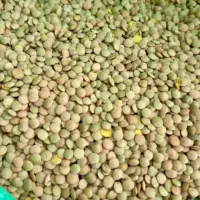 ۲۰۰ کیلو عدس سبز دیم محلی درجه ۱ کیلو ۲۲۰