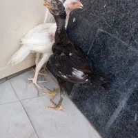 جوجه خروس