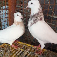 یک جفت طوقی
