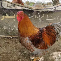 فروش تخم مرغ ویاندوت بلو رد