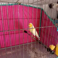 تعدادی سهره و قناری