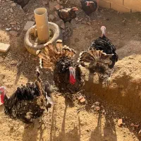 فروش بوقلمون نر دورگ برنز