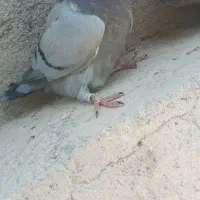 جوجه پلاکی