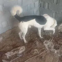 سگ خالی