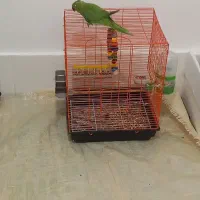 طوطی ملنگو کاملا سالم