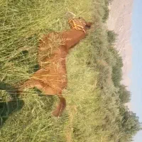کره نریون درشور