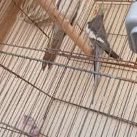 عروس هلندی آشتی سخنگو