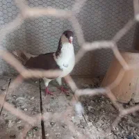 کبوتر
