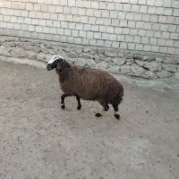 بره نر گوسفند نر کاور نر