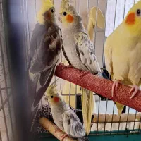 عروس هلندی