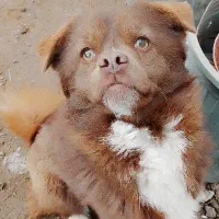 سگ نر پاکوتاه